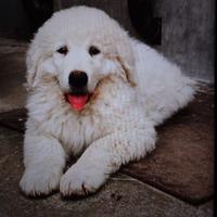 Cuccioli pastore maremmano abruzzese