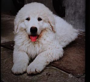Cuccioli pastore maremmano abruzzese