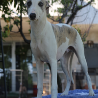 Whippet