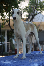 Whippet