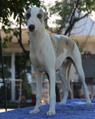Whippet