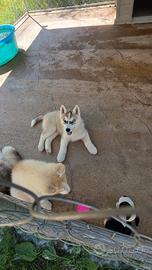 Husky?