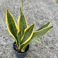 Sansevieria