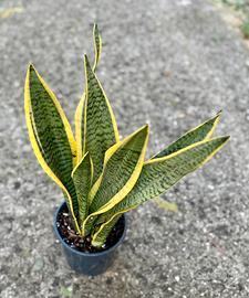 Sansevieria