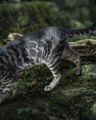 Esclusivo Bengala - "Leopardo Nero"da salotto 