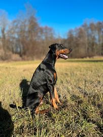 Dobermann monta