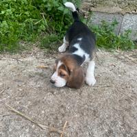 Beagle