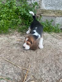 Beagle
