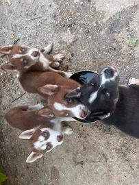Cuccioli Siberian Husky