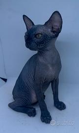 Cucciolo gatto Sphynx