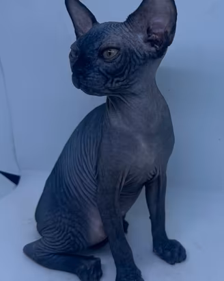 Cucciolo gatto Sphynx
