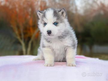 Cucciolo Siberian Husky
