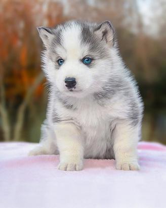 Cucciolo Siberian Husky