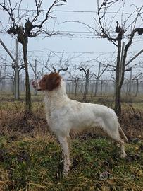 Setter inglese