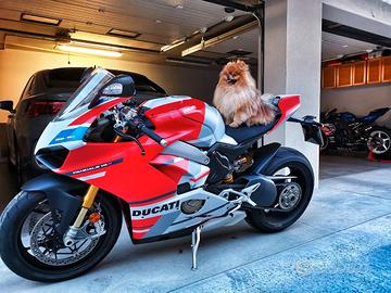 Ducati Panigale V4s CORSE - Desmo fatto