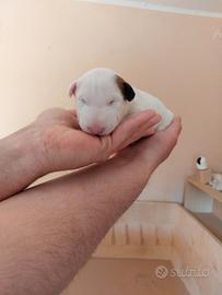 Cucciola di bull terrier standard