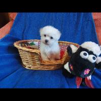 Cuccioli Maltese Toy bianco 60 gg italiani