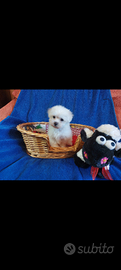 Cuccioli Maltese Toy bianco 60 gg italiani