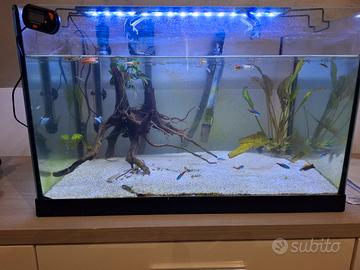 acquario 60L dolce