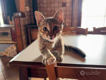 Gattina