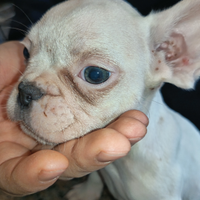 Bulldog francese