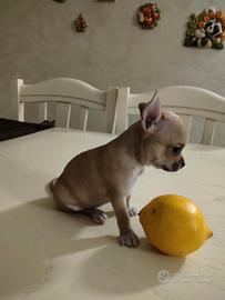 Chihuahua Mini Toy Femmina