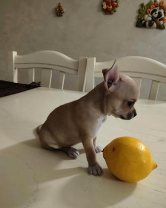 Chihuahua Mini Toy Femmina