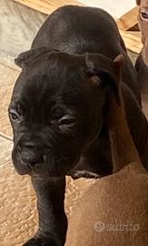 Pitbull
