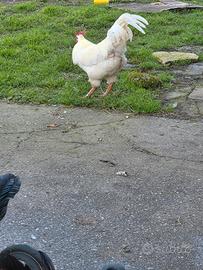 Gallina e gallo