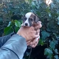 Cuccioli jack russell