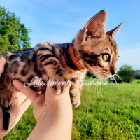 Cucciola di gatto razza bengala da mostra leggere