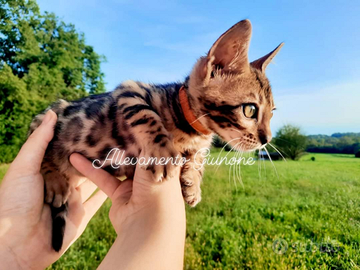 Cucciola di gatto razza bengala da mostra leggere