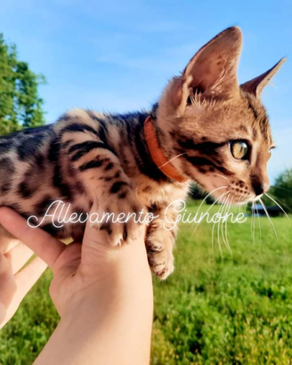 Cucciola di gatto razza bengala da mostra leggere