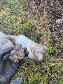 Lagotto romagnolo da tartufo