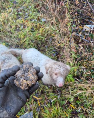 Lagotto romagnolo da tartufo
