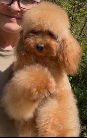 Barboncino toy maschio -9 mesi, Pedigree Enci
