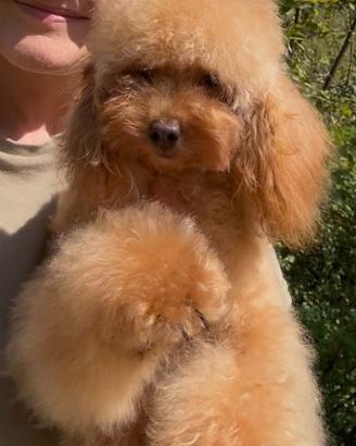 Barboncino toy maschio -9 mesi, Pedigree Enci