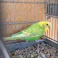 Pappagallini maschi marzo 2025