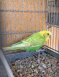 Pappagallini maschi marzo 2025