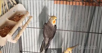 Animali