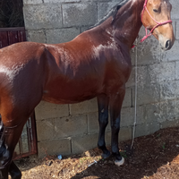Cavallo SI