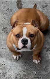 American Bully pocket femmina top