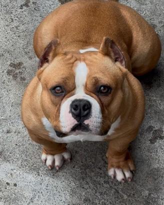 American Bully pocket femmina top