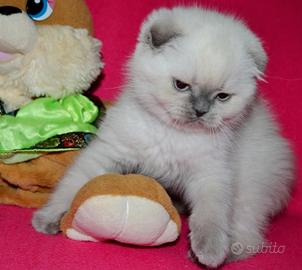 Gattino scottish fold