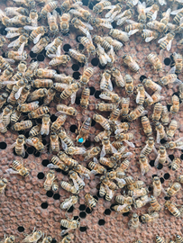 Nucleo d'api da 6 telaini