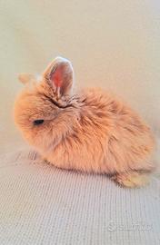 Minilop in purezza coniglio ariete nano fulvo e ch