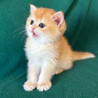 Gattini British Shorthair. Scottish straight