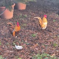 Galli e galline Serama