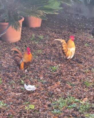 Galli e galline Serama