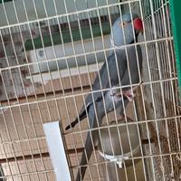 Parrocchetti dal collare leggere descrizione